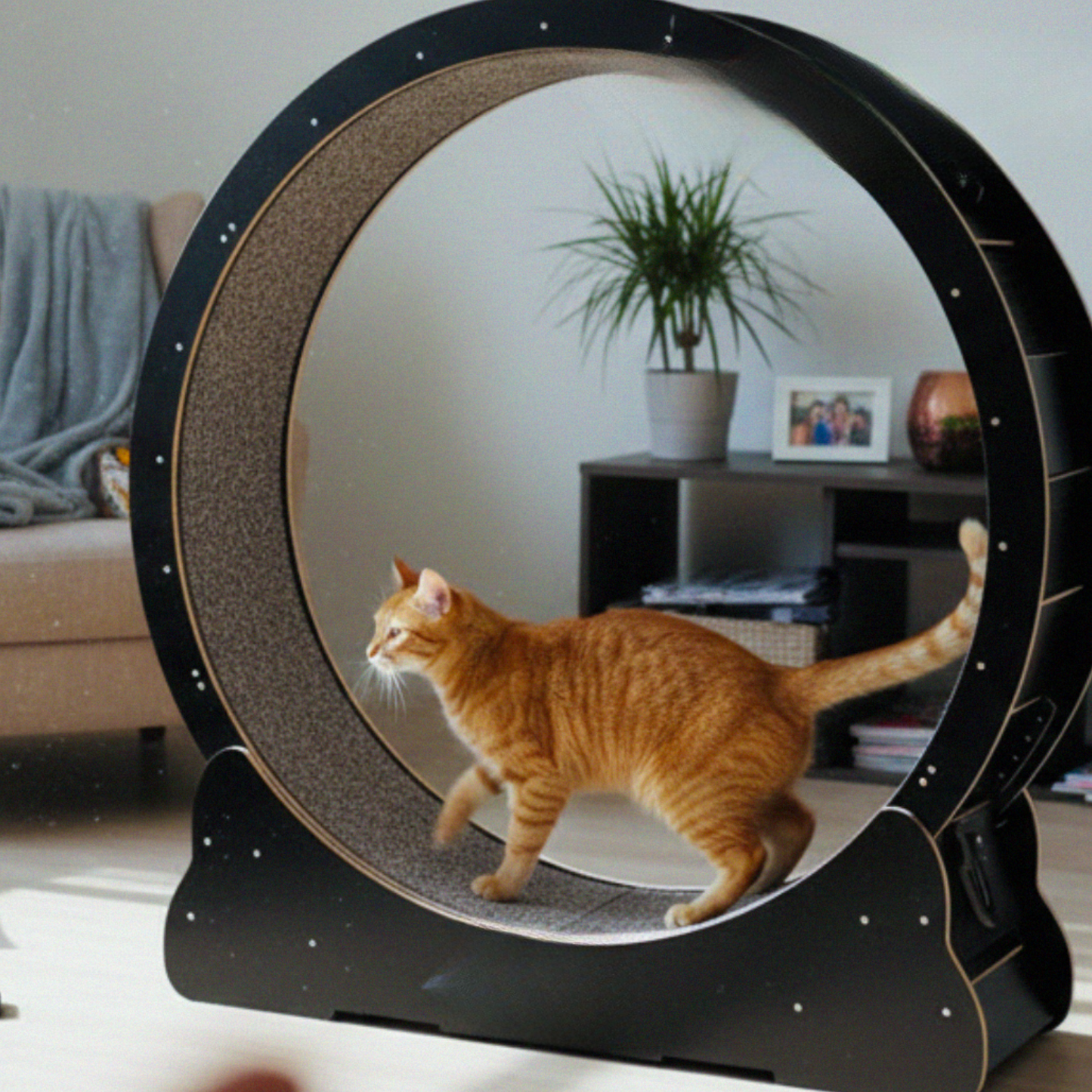 Catvera Cat Exercise Wheel