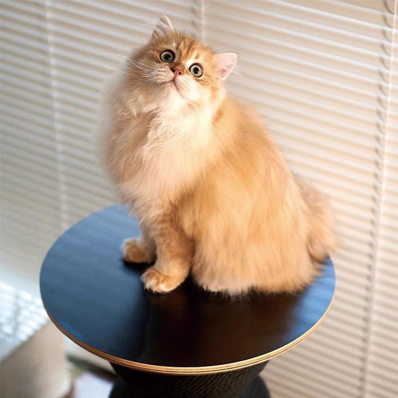 Catvera 2-in-1 Modern Scratching Table - Image 21|||PROMPT|||Original clean product image