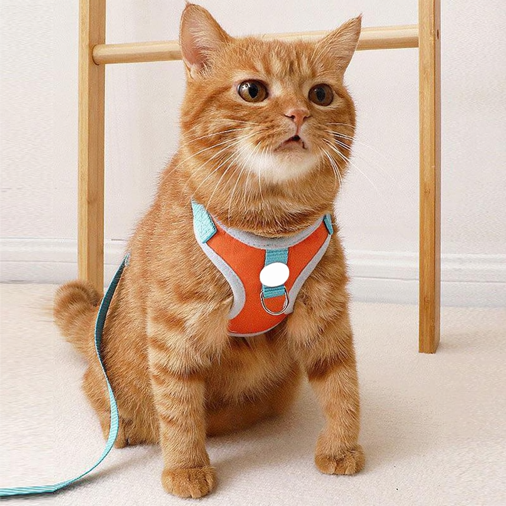 Catvera 3D Animal Escape Proof Harness - Image 5|||PROMPT|||Cleaned image. Original analysis: found 1 brand name/logo on the harness worn by the cat