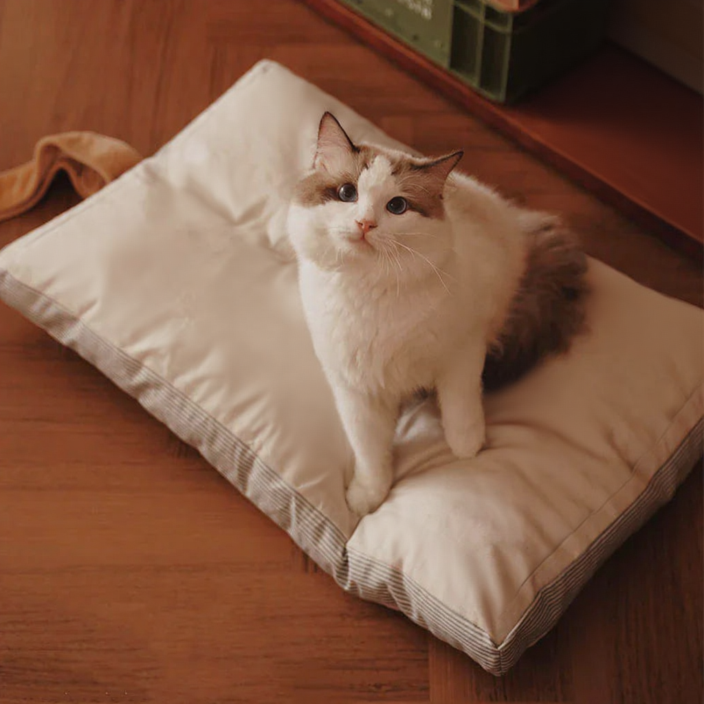 Catvera Catnip Chew Bite Pillow - Image 5|||PROMPT|||Cleaned image. Original analysis: Found multiple brand names and logos: 'SMARTMAX' text visible on red item in top right, U.S. dollar bill imagery with 'ONE HUNDRED DOLLARS' and Federal Reserve seal printed on the fabric/cushion the cat is sitting on