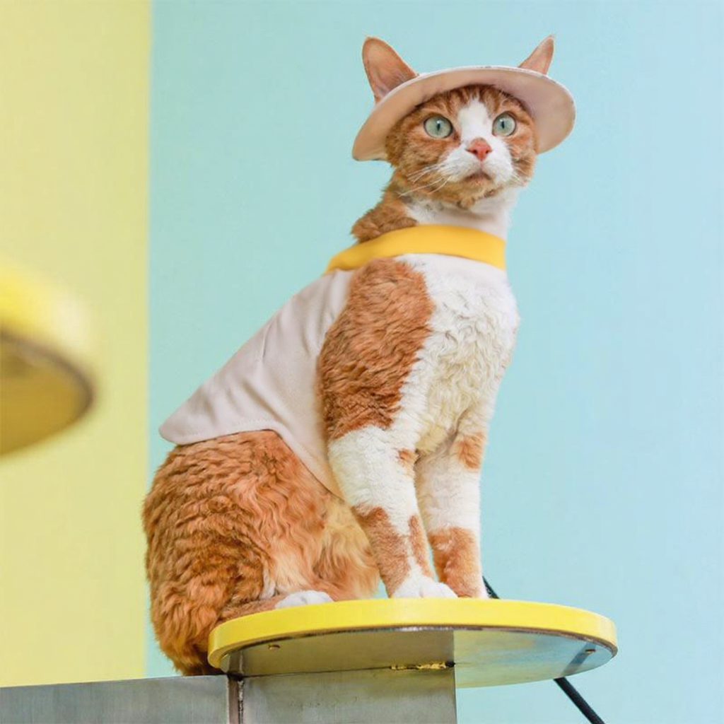 Catvera Cowboy Cat Harness Hat Set - Image 19|||PROMPT|||Cleaned image. Original analysis: found 1 visible brand/logo on the cat's collar/harness area