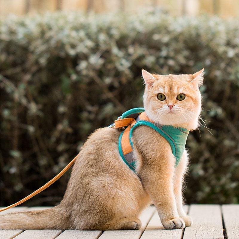 Catvera Escape Proof Cat Harness - Image 4|||PROMPT|||Original clean product image