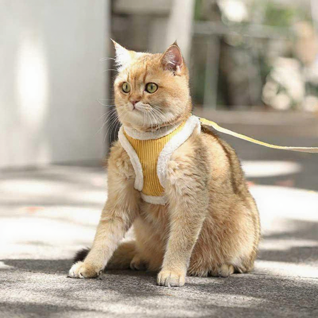 Catvera Escape Proof Cat Harness Vest - Image 11|||PROMPT|||Cleaned image. Original analysis: found 1 brand logo on the harness/chest piece of the cat