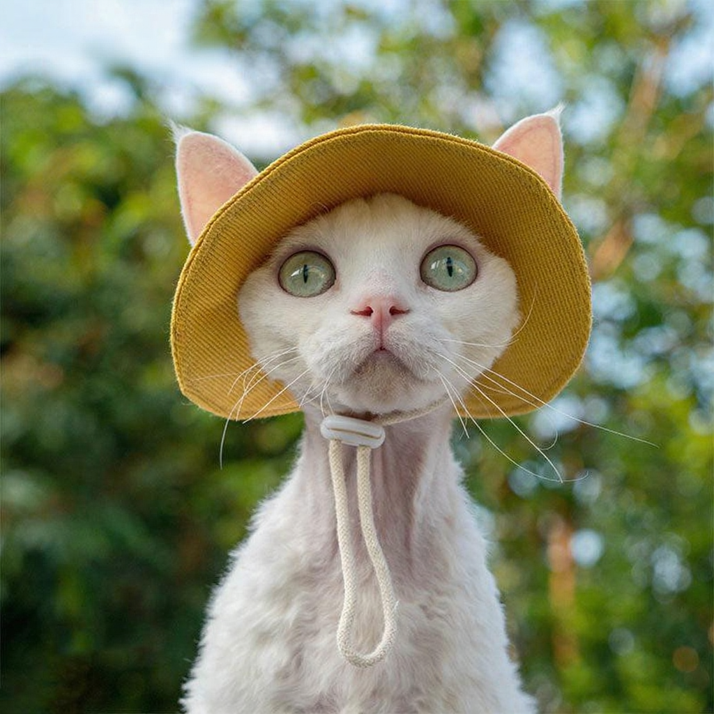 Catvera Hairless Cat Sun Hat - Image 17|||PROMPT|||Cleaned image. Original analysis: found 1 watermark text overlay