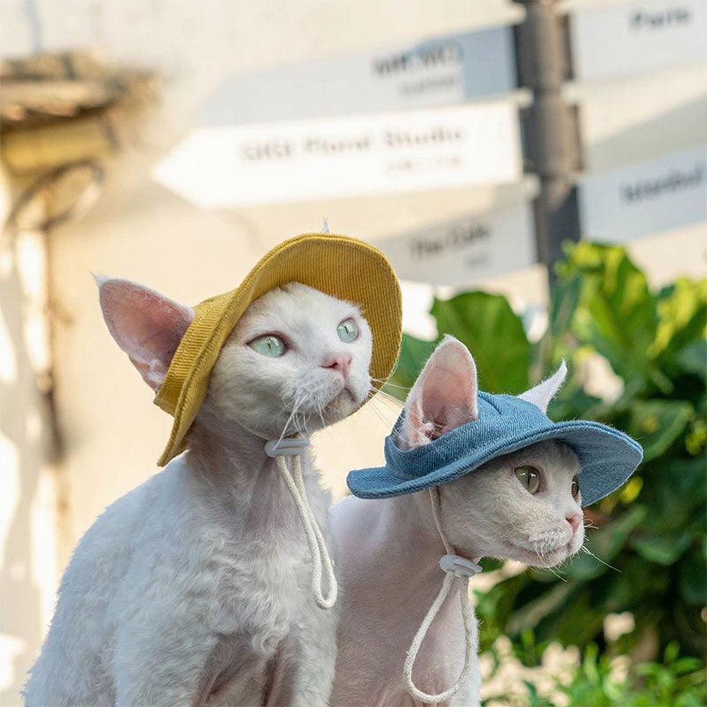 Catvera Hairless Cat Sun Hat - Image 19|||PROMPT|||Cleaned image. Original analysis: Found blurred text overlays in the background that appear to be product labels or brand information, though they are out of focus and not clearly legible. The cats themselves and their accessories (hats) contain no visible branding.