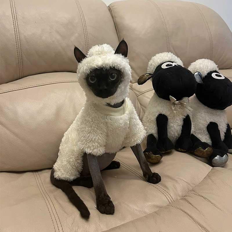 Catvera Sheep Halloween Costume Sphynx - Image 12|||PROMPT|||Original clean product image