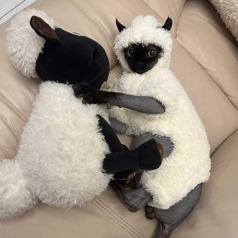Catvera Sheep Halloween Costume Sphynx - Image 7|||PROMPT|||Original clean product image