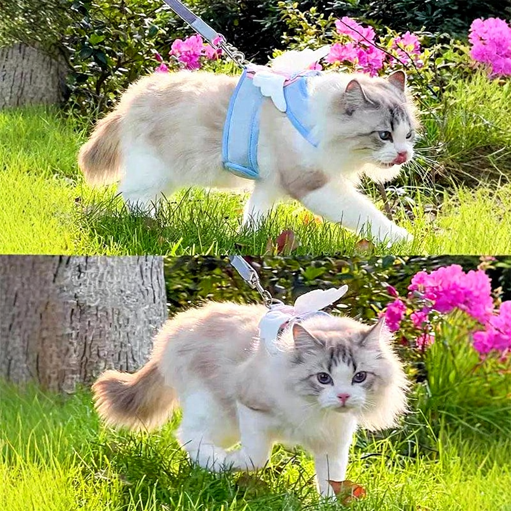 Catvera Winged Cat Harness Leash Set - Image 12|||PROMPT|||Original clean product image