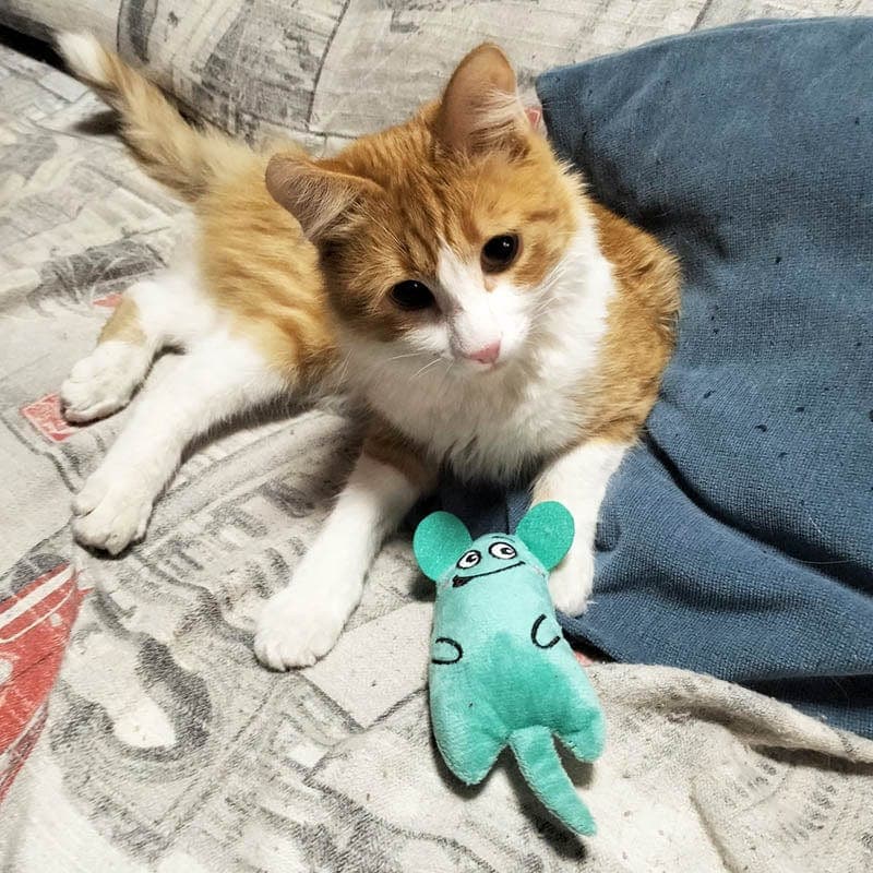 Catvera 6-Piece Catnip Toy Collection