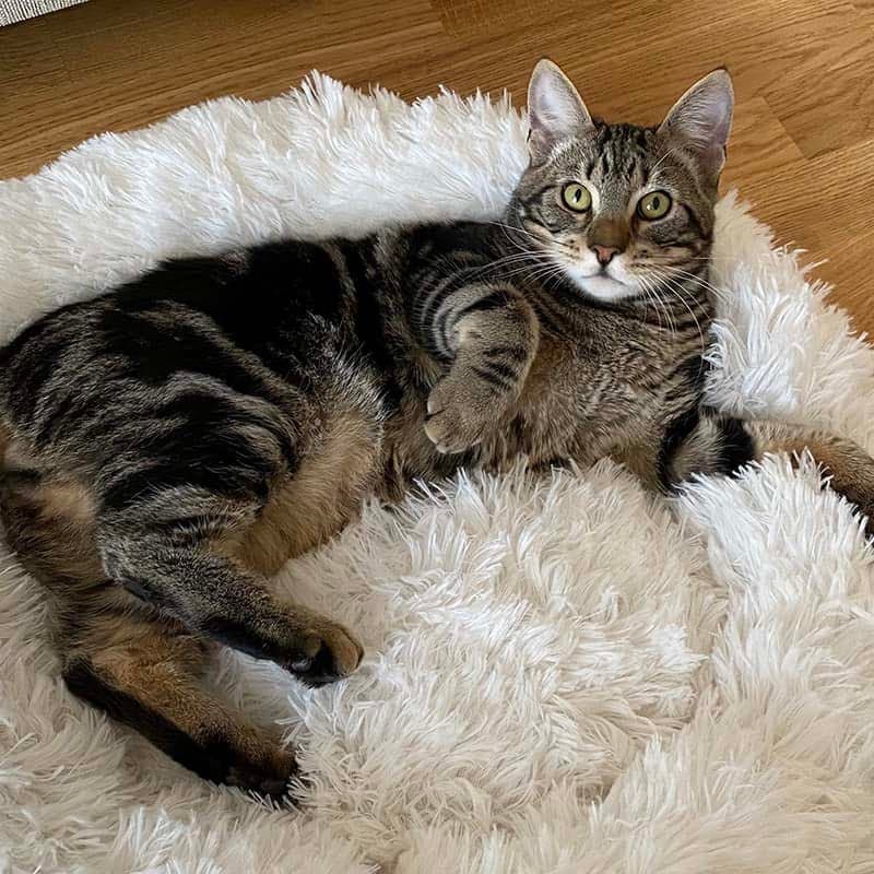 Catvera Calming Donut Cat Bed