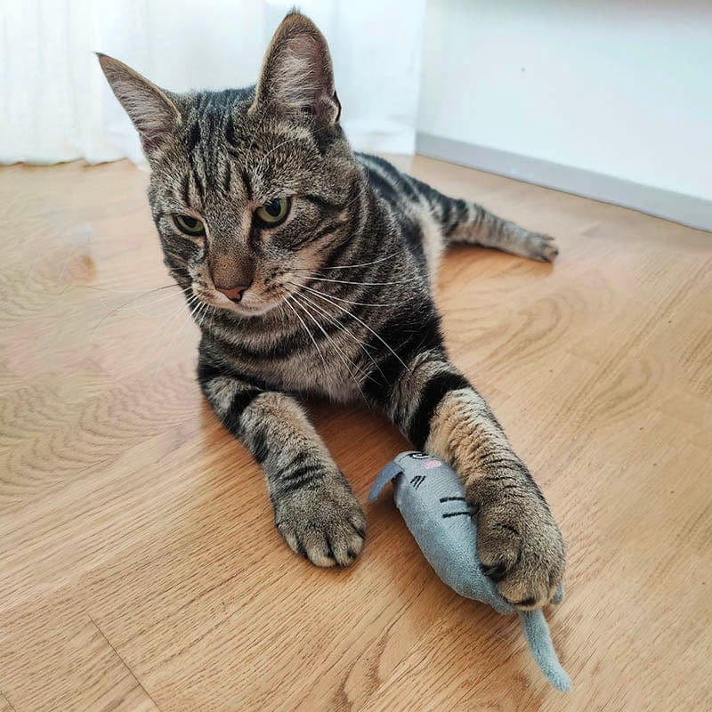 Catvera 6-Piece Catnip Toy Collection