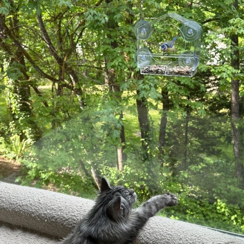 Catvera Window Bird Feeder TV