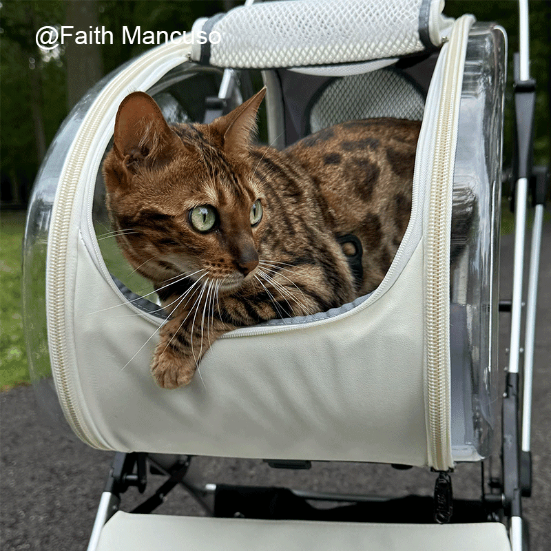 Catvera Detachable Cat Stroller Carrier with Wheels